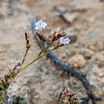 Limonium minutum Fiore