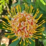 Leucospermum cordifolium Цвят