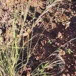 Aristida adscensionis Flower