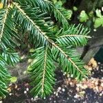 Abies alba Blad