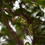 Syzygium samarangense Fruit