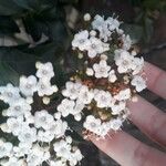 Viburnum tinus Virág