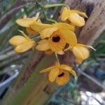 Dendrobium chrysotoxum Žiedas