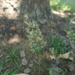 Agrostis gigantea 花