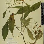 Echinacanthus attenuatus Otro