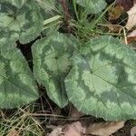 Cyclamen hederifolium Fuelha