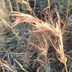Themeda triandra Mbuma