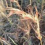 Themeda triandra Fruit