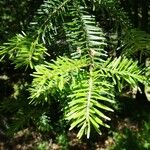 Abies alba Leaf