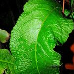 Streptocarpus primulifolius Hoja