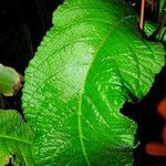 Streptocarpus primulifolius Levél