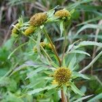 Bidens radiata अन्य