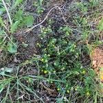 Trifolium dubium Habitat