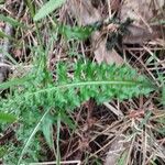 Cirsium filipendulum Leaf