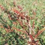 Ammannia baccifera 果實