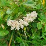 Sericocomopsis hildebrandtii Flower