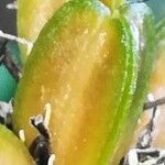 Chlorophytum orchidastrum Fruit