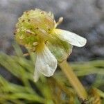 Ranunculus trichophyllus Blomma
