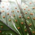 Lastreopsis vieillardii Leaf