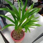Howea forsteriana Blad