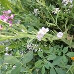 Gypsophila elegans Casca