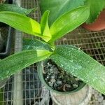 Dendrobium chrysotoxum Цвят
