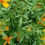 Tagetes tenuifolia পাতা