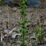 Phacelia heterophylla 形態