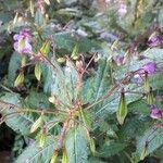 Impatiens glandulifera Frukt