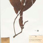 Paypayrola grandiflora Leaf