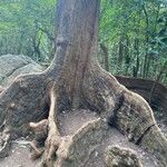 Metasequoia glyptostroboidesBark