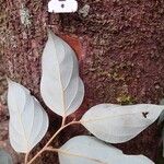 Cryptocarya transversa Corteza