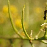 Sisymbrella aspera Gyümölcs