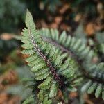 Athyrium niponicum Blad