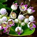Calotropis procera Квітка