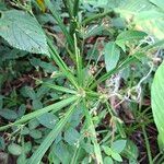 Cyperus laxus Yaprak