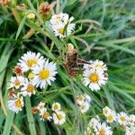 Erigeron annuusফুল