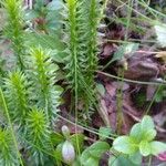 Lycopodium annotinumLiść