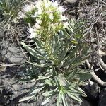 Echium brevirame Staniste