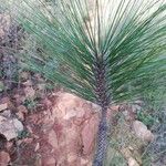 Pinus elliottii Folha