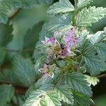Rubus thibetanus Flor