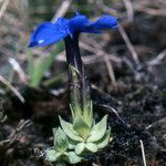 Gentiana terglouensis Hábitos