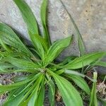 Plantago monospermaഇല