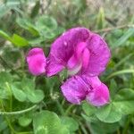 Lathyrus tuberosus Flor