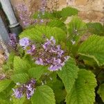 Plectranthus fruticosus Blüte