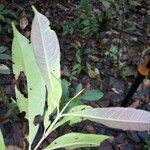 Vochysia guianensis Лист