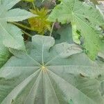 Ricinus communis Leaf