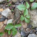 Rubus hispidus Yaprak