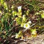 Saxifraga tridactylitesFlower