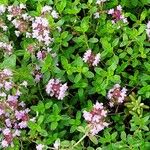 Thymus serpyllum Flower